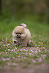 Pomeranian puppy in cherry blossom