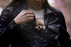 female Pomeranian