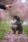Pomeranian puppy in cherry blossom