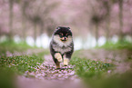 Pomeranian puppy in cherry blossom