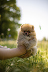 Pomeranian puppy