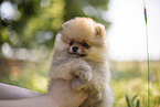 Pomeranian puppy