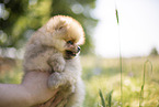 Pomeranian puppy