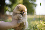 Pomeranian puppy