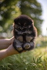 Pomeranian puppy