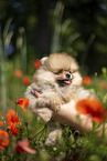 Pomeranian puppy
