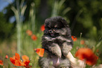 Pomeranian puppy