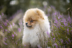 male Pomeranian