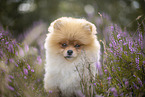 male Pomeranian