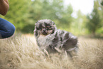 Pomeranian puppy
