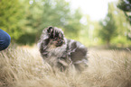 Pomeranian puppy