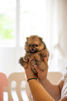 Pomeranian puppy in kennel
