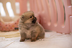 Pomeranian puppy in kennel