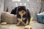 Pomeranian puppy in kennel