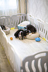 Pomeranian puppy in kennel
