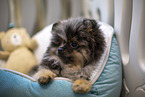 Pomeranian puppy in kennel