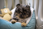 Pomeranian puppy in kennel