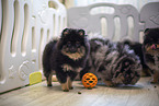 Pomeranian puppy in kennel