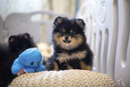 Pomeranian puppy in kennel