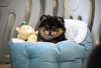 Pomeranian puppy in kennel