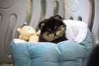 Pomeranian puppy in kennel