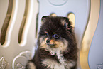 Pomeranian puppy in kennel