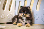 Pomeranian puppy in kennel