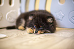 Pomeranian puppy in kennel