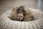 Pomeranian in second week of life