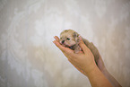 Pomeranian in second week of life