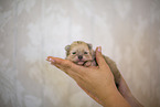 Pomeranian in second week of life