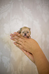 Pomeranian in second week of life