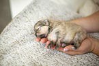 Pomeranian in second week of life