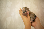 Pomeranian in second week of life