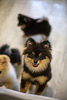 Pomeranian puppy in kennel
