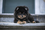 Pomeranian puppy