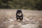 Pomeranian puppy