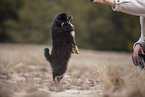 Pomeranian puppy
