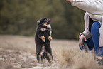 Pomeranian puppy