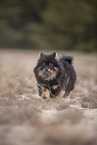 Pomeranian puppy