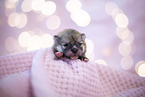 Pomeranian in first week of life