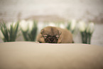 young Pomeranian