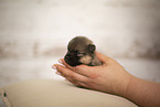 young Pomeranian