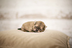young Pomeranian