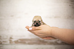 young Pomeranian