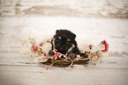 young Pomeranian