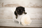 young Pomeranian