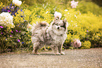 Pomeranian
