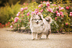 Pomeranian