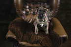 Bullmastiff-Bulldogge